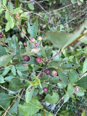 Aronia melanocarpa