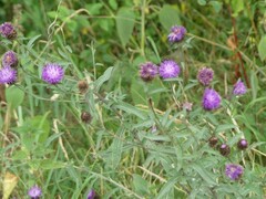 Centaurea nigra