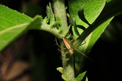 Oxyopes macilentus