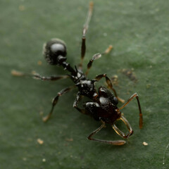 Orectognathus phyllobates