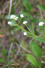 Valeriana saxatilis