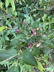 Aronia melanocarpa