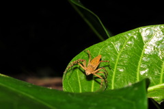 Hamadruas hieroglyphica