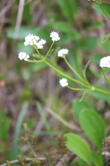 Valeriana saxatilis