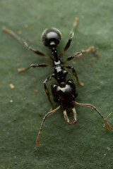 Orectognathus phyllobates