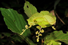 Flemingia strobilifera