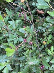 Aronia melanocarpa