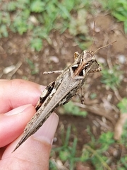 Oedaleus infernalis