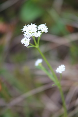 Valeriana saxatilis