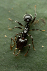 Orectognathus phyllobates