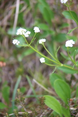Valeriana saxatilis