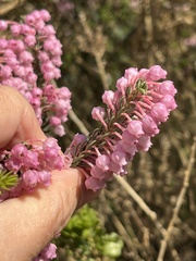 Erica irregularis