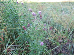 Cirsium arvense integrifolium