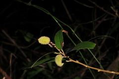 Helicteres angustifolia