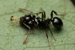 Orectognathus phyllobates