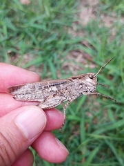 Oedaleus infernalis