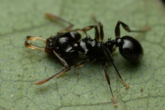 Orectognathus phyllobates