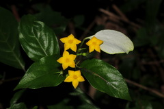 Mussaenda