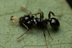 Orectognathus phyllobates