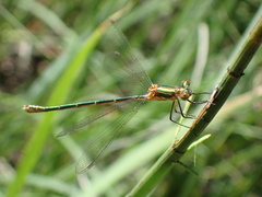 Lestes