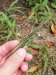 Acrida cinerea