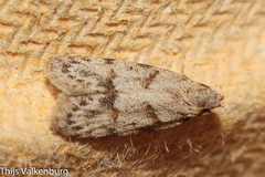 Symmoca signatella