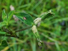 Phyllonorycter nigrescentella