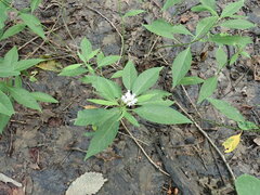 Asclepias perennis