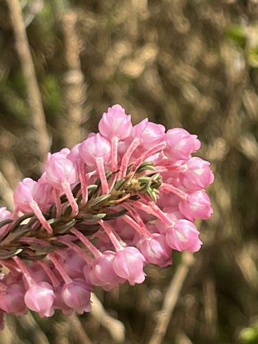 Image of Erica irregularis by (c) Charleen Brunke, some rights reserved (CC BY)