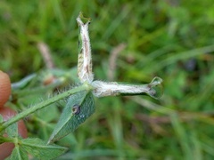 Phyllonorycter nigrescentella
