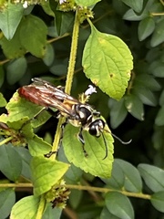 Sphex habenus