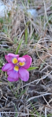 Moraea tricolor