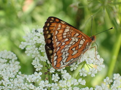 Euphydryas maturna