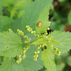 Vibidia duodecimguttata