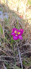 Moraea tricolor