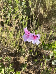 Pelargonium betulinum