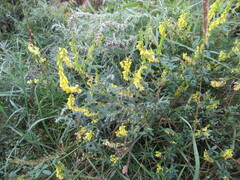 Melilotus suaveolens