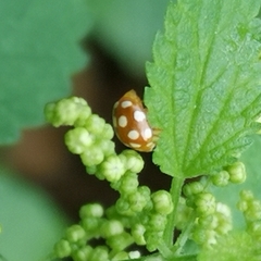 Vibidia duodecimguttata