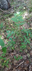 Lathyrus vernus