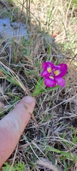 Moraea tricolor