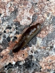 Limacoidea