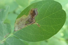 Chrysaster ostensackenella