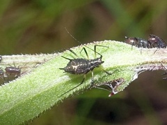 Uroleucon jaceae