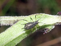 Uroleucon jaceae