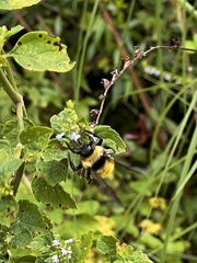Bombus pensylvanicus