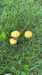 Suillus americanus