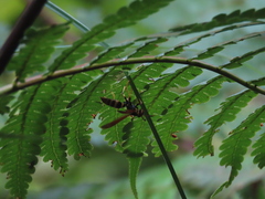 Polistes crinitus
