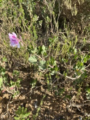 Pelargonium betulinum