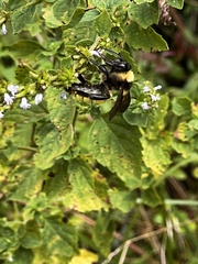 Bombus pensylvanicus