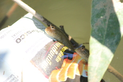 Periophthalmus argentilineatus